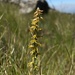 Drakensberg Hair Orchid - Photo (c) Carel Fourie, all rights reserved, uploaded by Carel Fourie