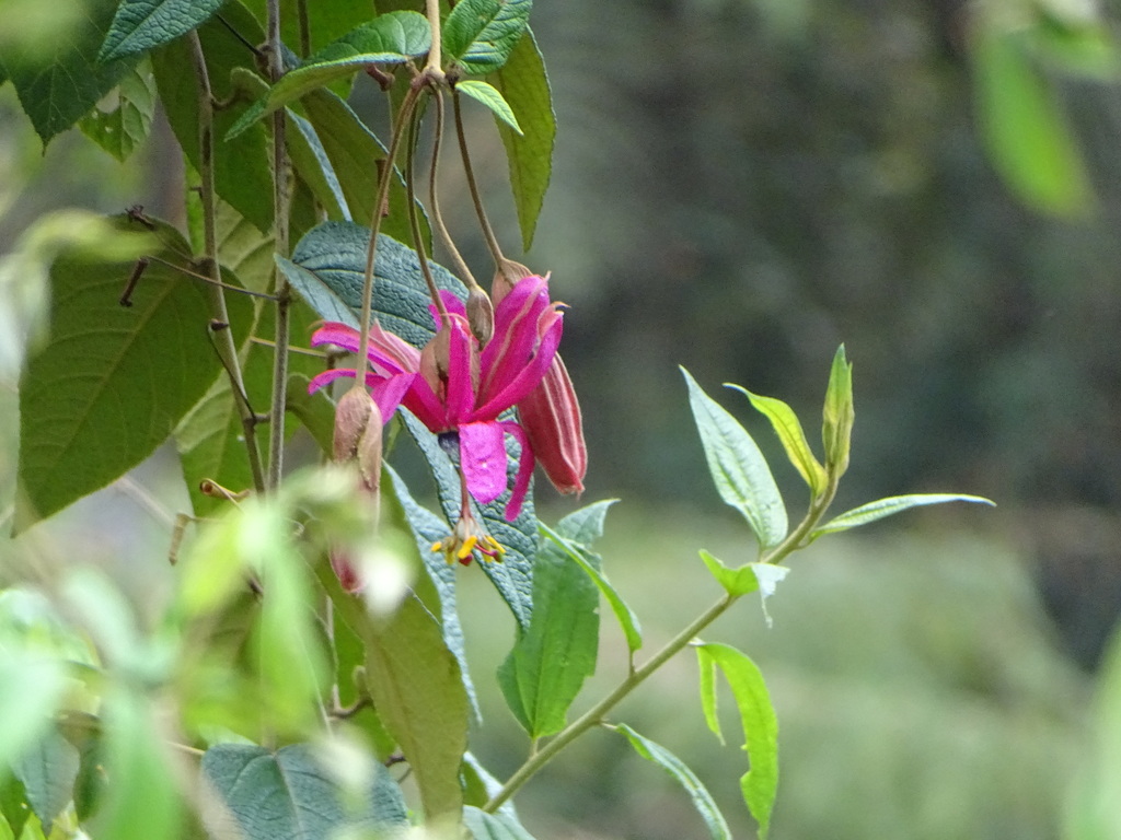 Flor de la pasión