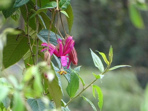 Passiflora insignis