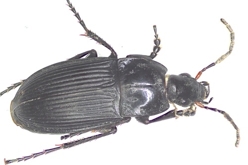 Calathus luctuosus