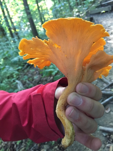 Smooth Chanterelle
