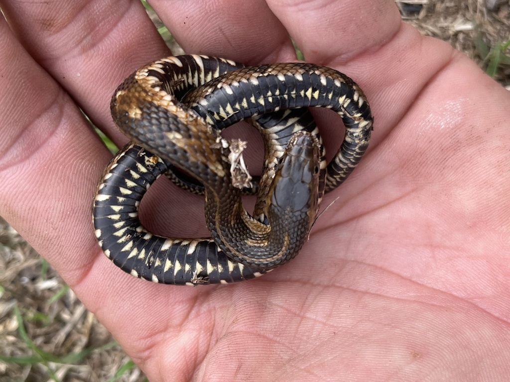 Banded Watersnake × Saltmarsh Snake from Galveston Island, Galveston