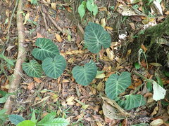 Philodendron verrucosum image