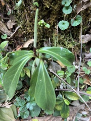 Peperomia adscendens image