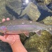 Columbia River Redband Trout - Photo (c) prickly_sculpin, all rights reserved, uploaded by prickly_sculpin