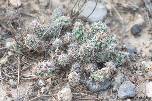 Corynopuntia bulbispina · iNaturalist