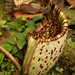 Nepenthes burbidgeae - Photo (c) Susan Myers, all rights reserved, uploaded by Susan Myers
