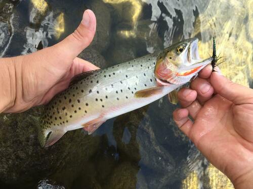 Rocky Mountain Cutthroat Trout