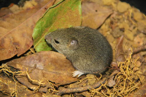 Hairy-tailed Akodont (Necromys lasiurus) — Least Concern Mammalia