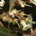 Escallonia angustifolia - Photo (c) Ruth Ripley, todos los derechos reservados, subido por Ruth Ripley