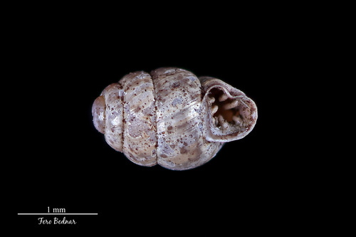 Marsh Whorl-snail