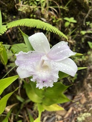 Sobralia warszewiczii image