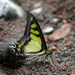 Graphium cloanthus sumatranum - Photo (c) Susan Myers, all rights reserved, uploaded by Susan Myers
