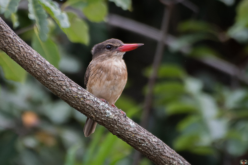 Brown-hooded Kingfisher