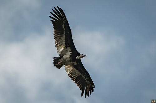 White-headed Vulture