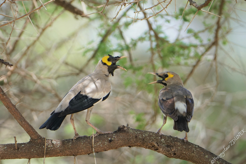 Wattled Starling photo