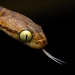 Collared Cat Snake - Photo (c) Ajith Padiyar, all rights reserved, uploaded by Ajith Padiyar