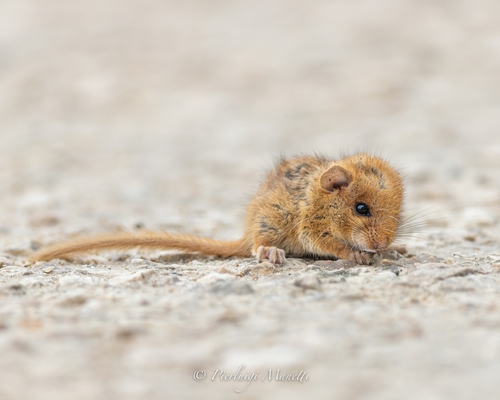 Hazel Dormouse