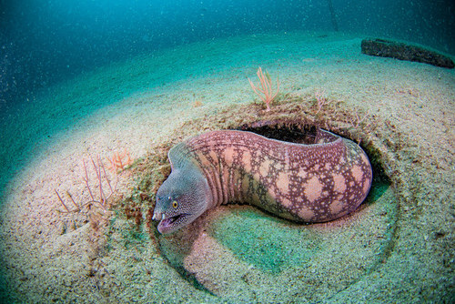 Argus Moray