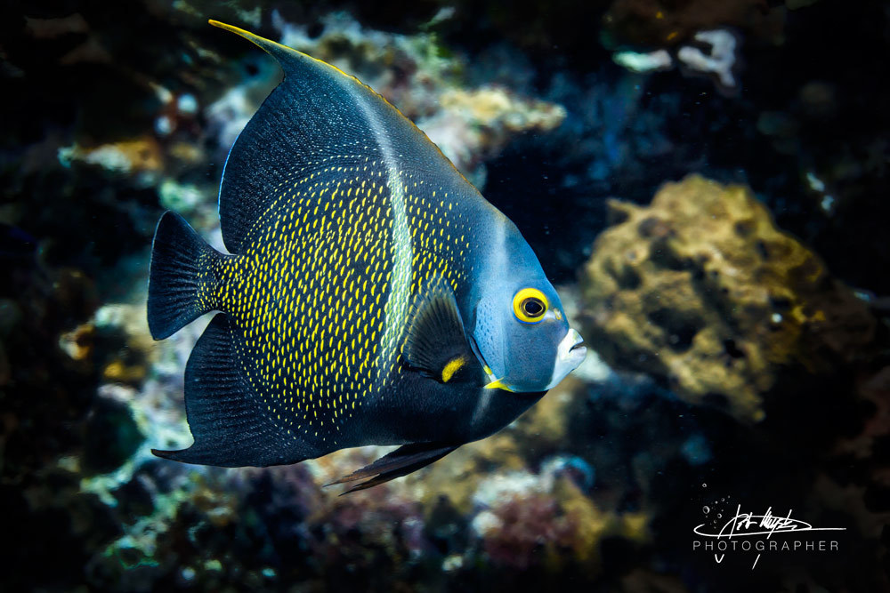 French angelfish