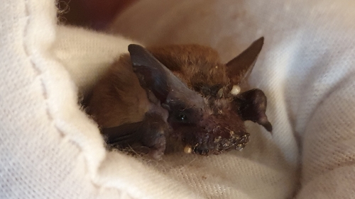 East Coast Free-tailed Bat (Micronomus norfolkensis) — Near Threatened Mammalia