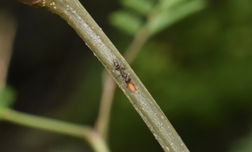bullhorn acacia