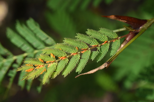 bullhorn acacia