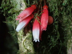 Image of Thibaudia floribunda