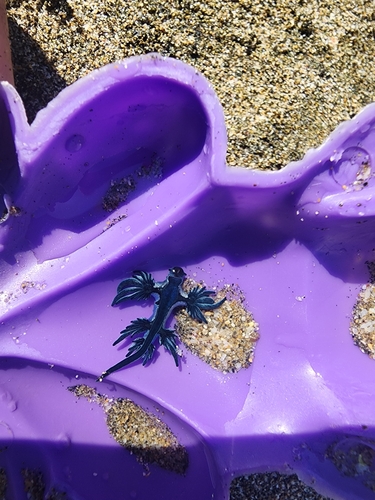 Sea Swallow (Glaucus atlanticus)