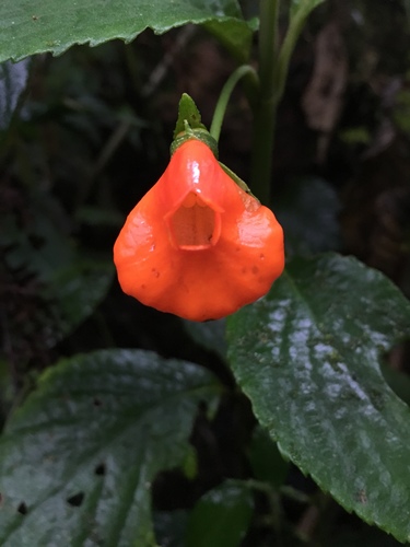 Gasteranthus lateralis
