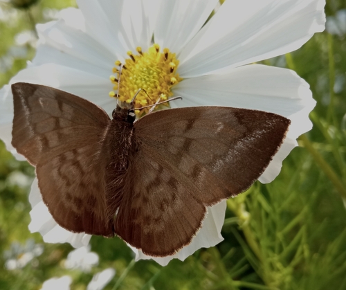Pale Sicklewing