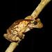 Black-spotted Casque-headed Tree Frog - Photo (c) Lucas Aosf, all rights reserved, uploaded by Lucas Aosf