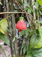 Callianthe picta image