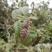 Rubus nubigenus - Photo (c) Liseth Romero, todos los derechos reservados, subido por Liseth Romero