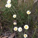 Argentipallium obtusifolium - Photo (c) twitchgray, todos los derechos reservados