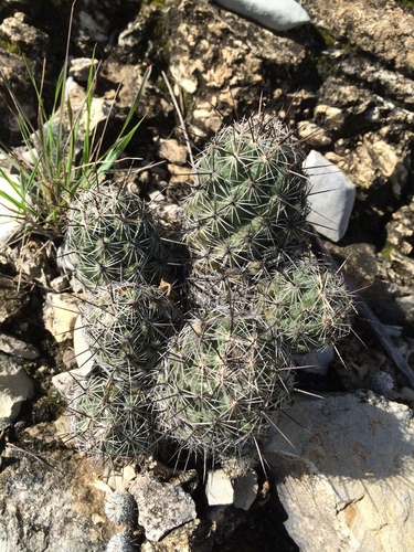 Chihuahuan Beehive