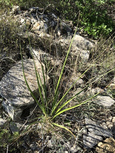 Lionheart Yucca