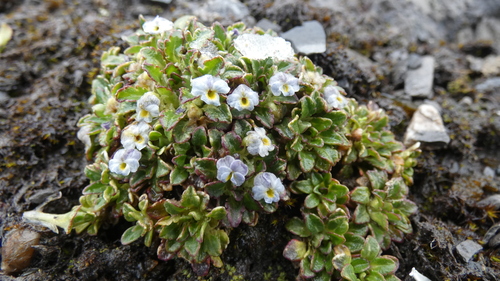 Viola membranacea