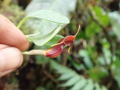 Image of Masdevallia ventricularia
