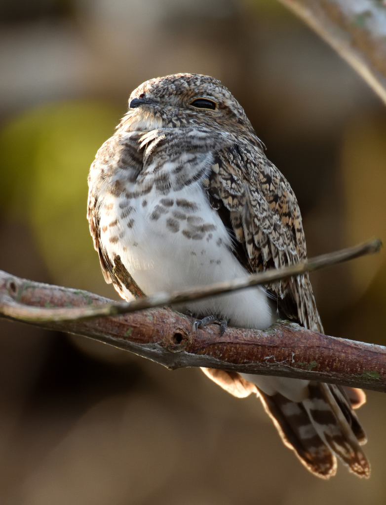Sand-colored Nighthawk photo
