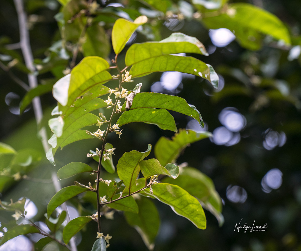 Elaeagnus bonii (Elaeagnus bonii)