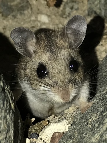 Gambel's Deer Mouse