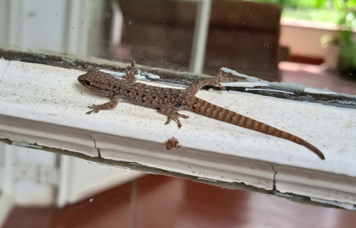 Chobe Dwarf Gecko