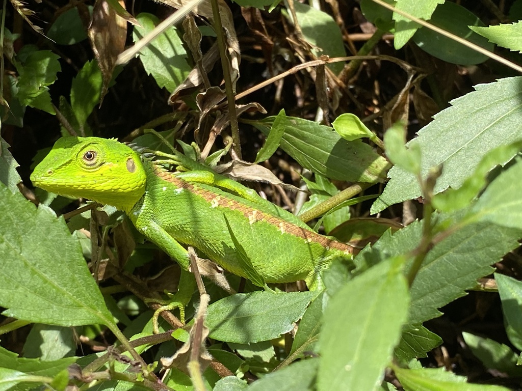 Lizard Cheeks Black-cheek lizard from Cejlon, Central Province, LK on February 27 ...