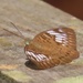 Tanaecia orphne - Photo (c) tlaloc27, all rights reserved, uploaded by tlaloc27