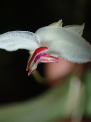 Lepanthes magnifica image