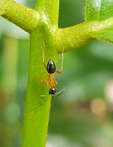 Camponotus cillaeCamponotus cillae
