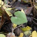 Nervilia lilacea - Photo 由 Carel Fourie 所上傳的 (c) Carel Fourie，保留所有權利