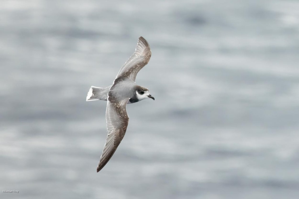 Blue Petrel photo