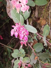 Image of Gaultheria sclerophylla